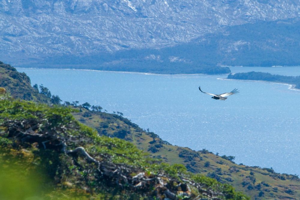 vol du condor en cordillère darwin - &copy; Matthieu Reynier