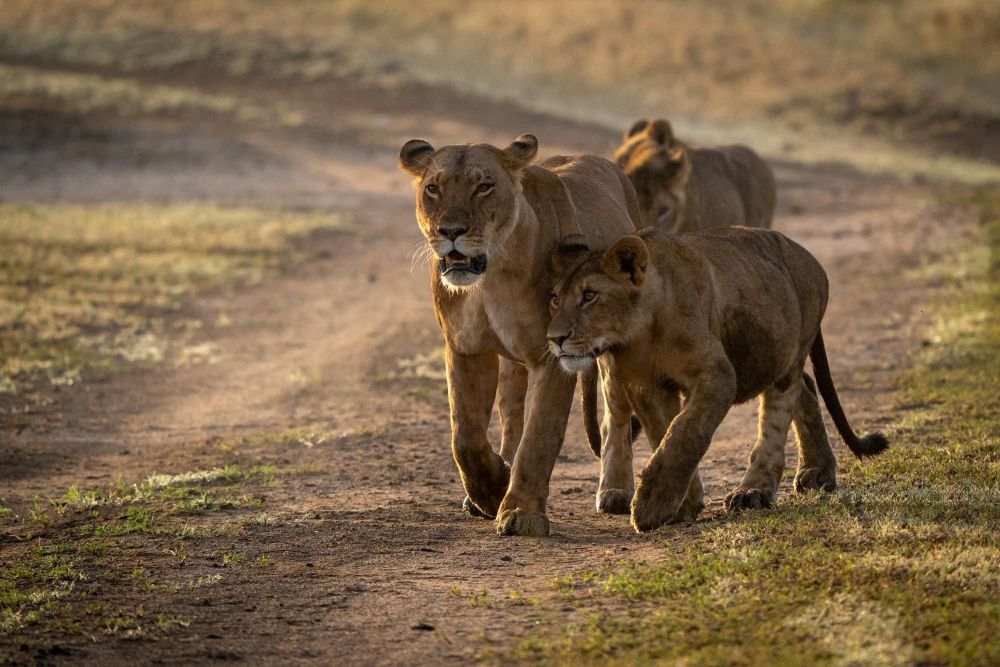 groupe de lionnes safari au kenya - &copy; Matthieu Reynier