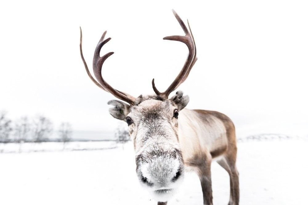 Portrait d'un renne en laponie - &copy; Emmanuel Berthier