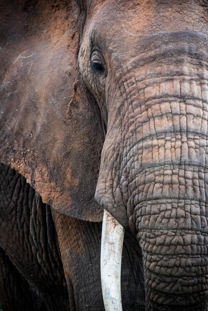 portrait d'un éléphant safari au Kenya - &copy; Sylvain Lefebvre
