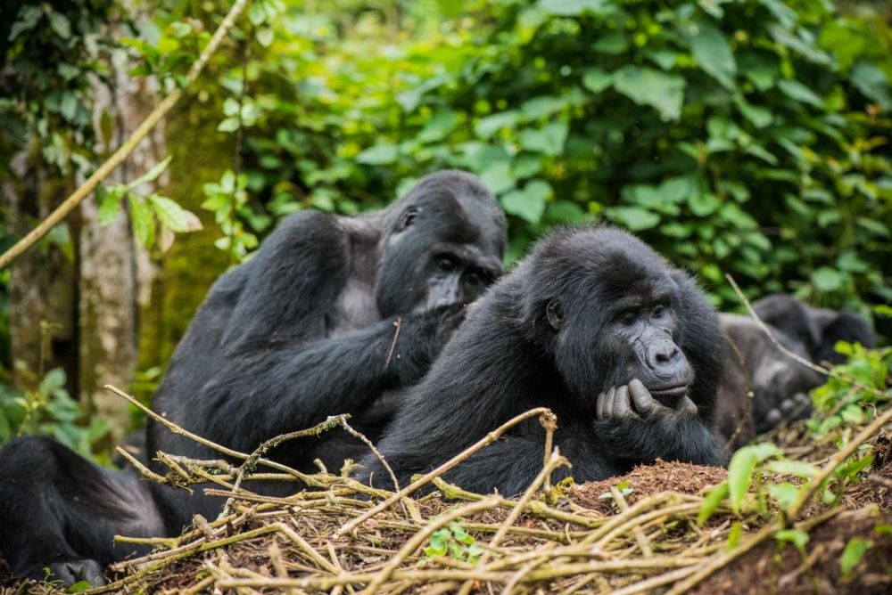 Couple de gorille voyage en Ouganda - &copy; Sylvain Lefebvre