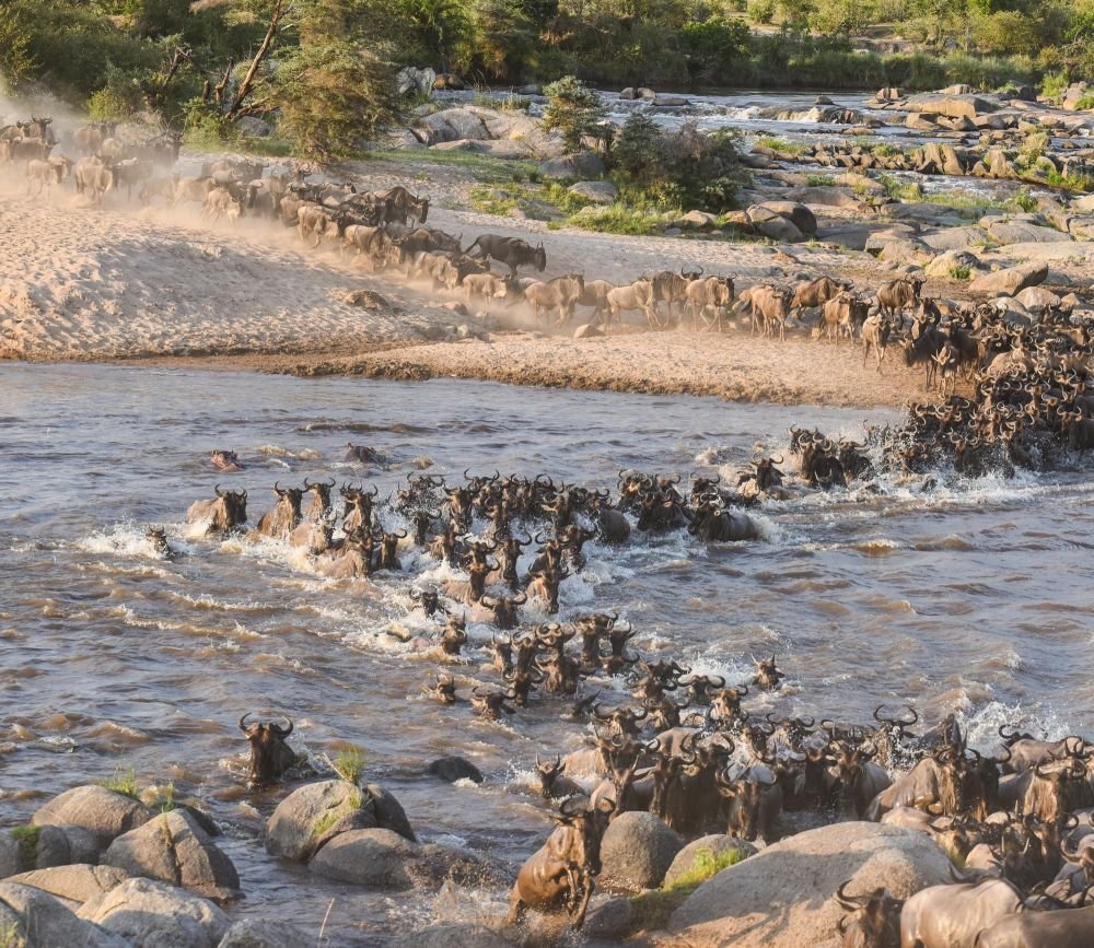 la grande migration des gnous en Tanzanie - &copy; Sylvain Lefebvre