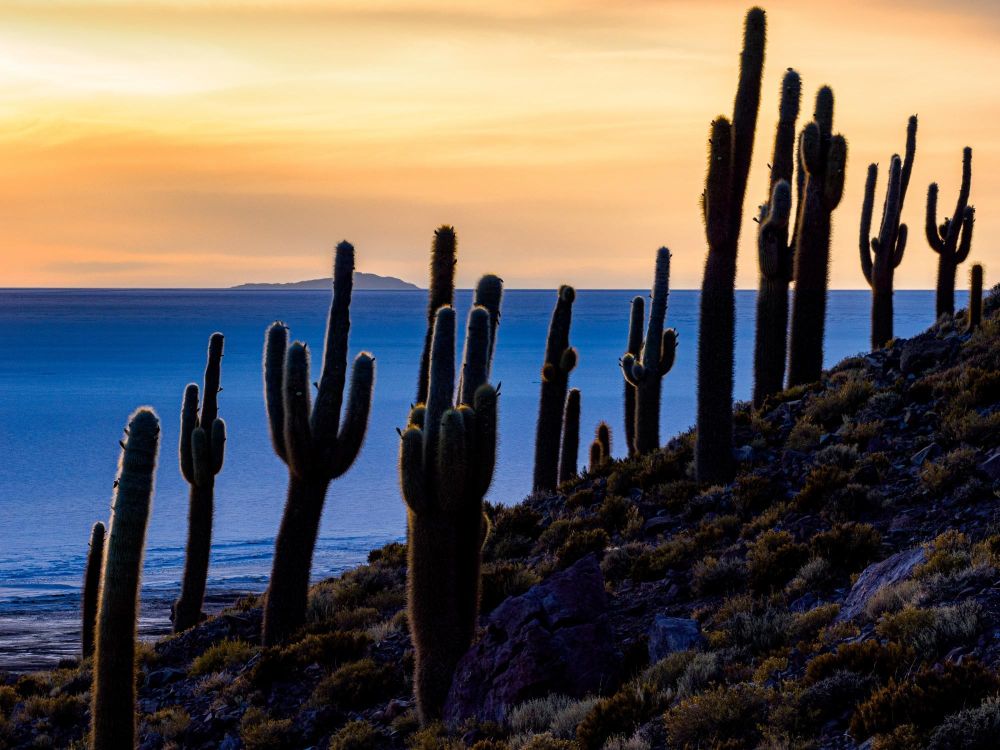 cactus du sala d'uyuni en bolivie - &copy; Nicolas Fragiacomo