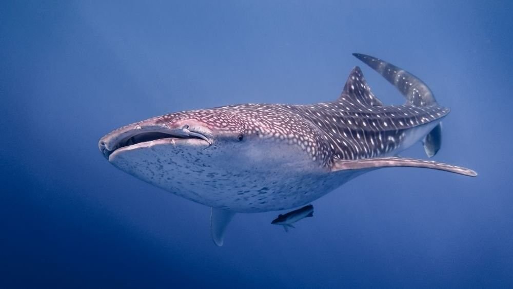 requin baleine dans les eaux indonésiennes - &copy; Brice Taussat