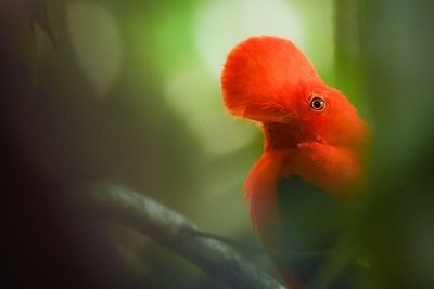 sylvain lefebvre - &copy; voyage ornithologie