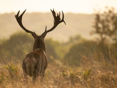 brame du cerf - &copy; laurent cocherel