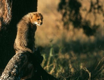 photo voyage safari - &copy; sylvaine lefebvre