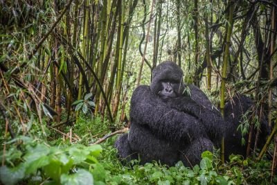 Ouganda - La piste des grands singes