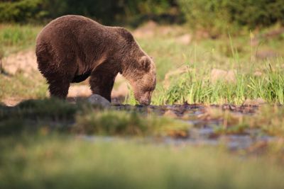 Roumanie - Affûts à ours et oiseaux du printemps