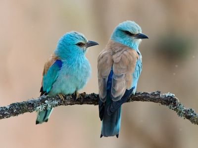 france - Découverte des oiseaux mediterranéens avec la LPO