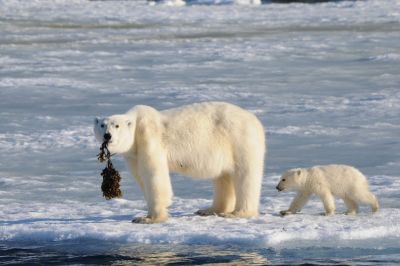 Spitzberg - Croisière nature & ornithologie