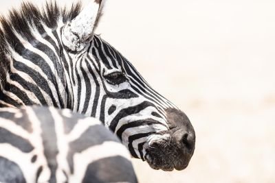 rencontre avec un zébre en safari en tanzanie - &copy; Sylvain Lefebvre