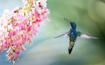 Colibri butinant une fleur - &copy; Sylvain Lefebvre