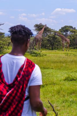 rencontre avec une girafe en safari au Kenya - &copy; Sylvain Lefebvre