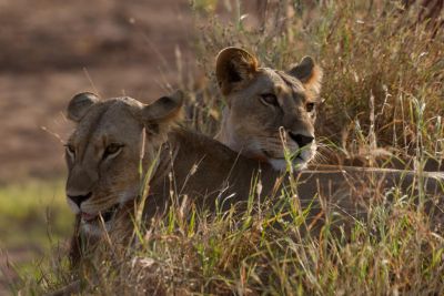 deux lionnes couchées dans la savane - &copy; Aurélie Boithias