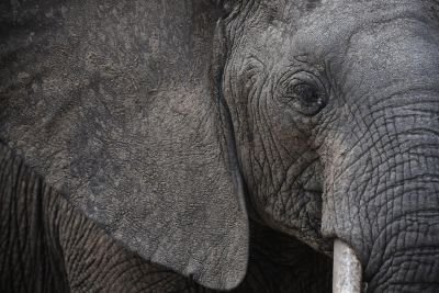 portrait d'un éléphant - &copy; Sylvain Lefebvre