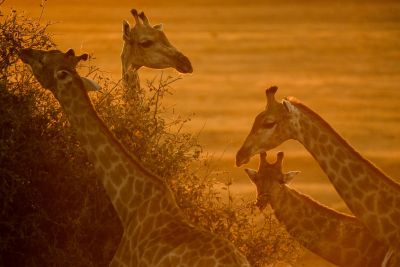 groupe de girafes dans le crépuscule - &copy; Sylvain