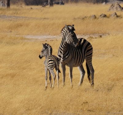zebre au coeur de la savane - &copy; Dominique PELLERIN
