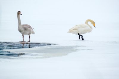 oie blanche sur un lac gelé en finlande - &copy; Nicolas Fragiacomo