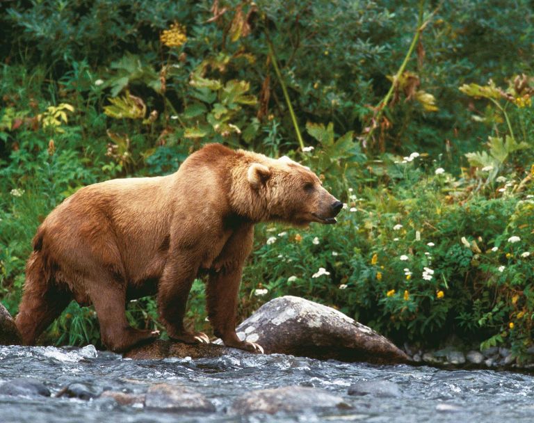Alaska - Au pays des Ours Kodiak