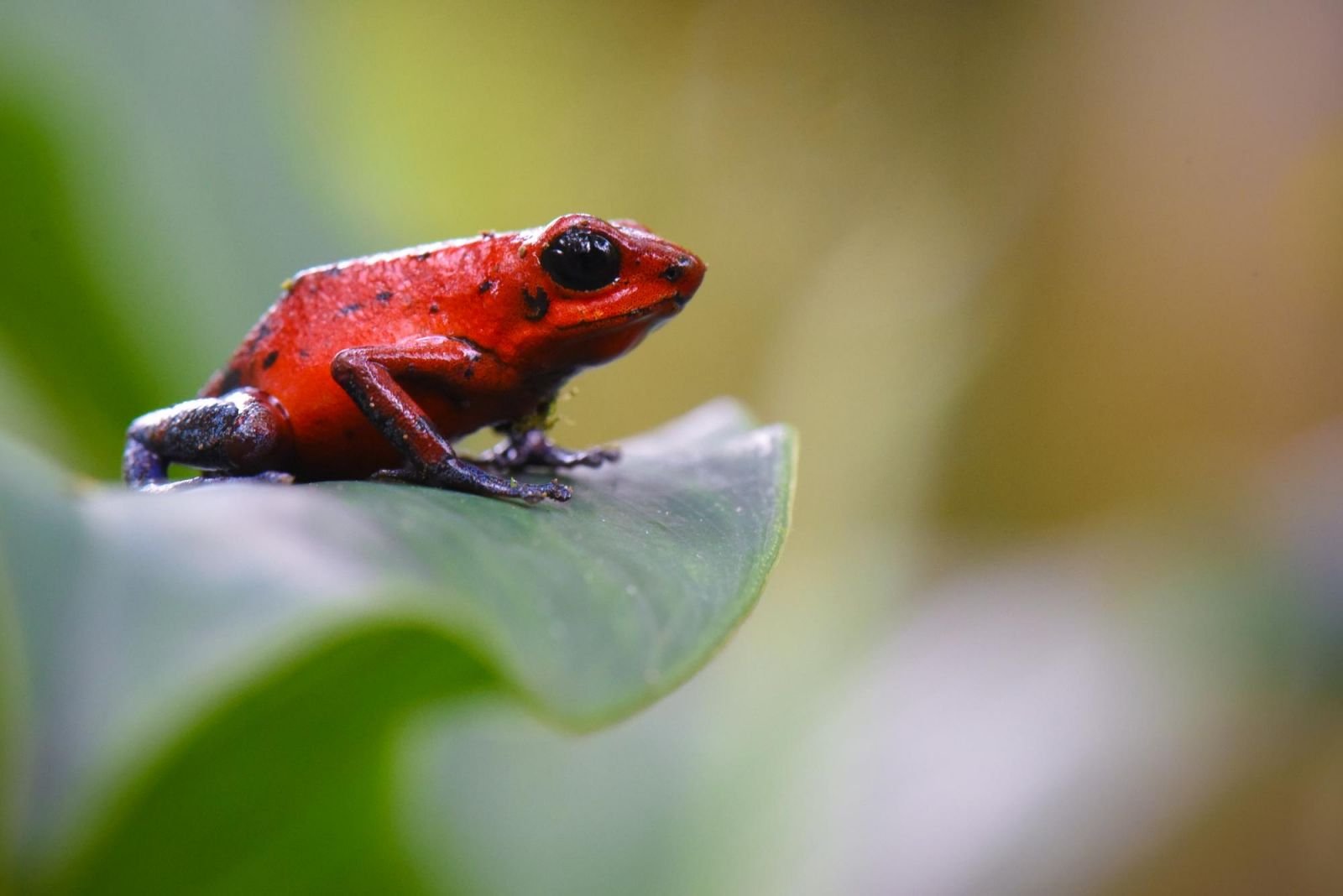 © Sylvain Lefebvre - Les incontournables du naturaliste Les incontournables du naturaliste