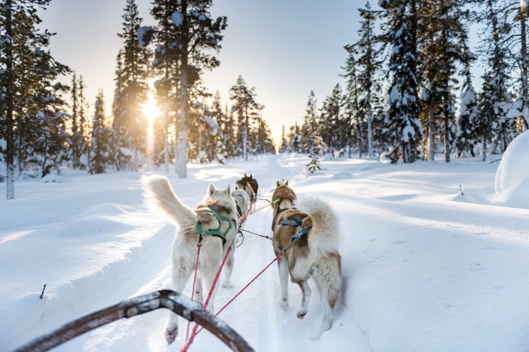 Canada - Raid en traîneau à chiens au Québec, l'aventure polaire hors-piste