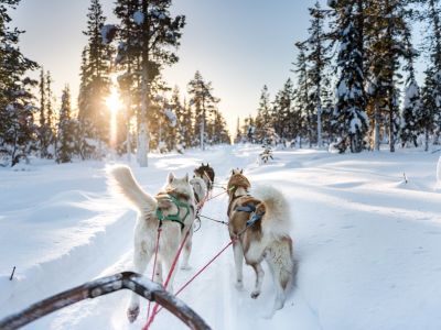 Canada - Raid en traîneau à chiens au Québec, l'aventure polaire hors-piste
