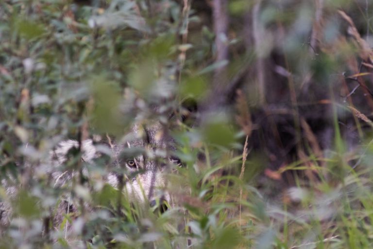 Italie - Voyage d'observation et photo dans les Abruzzes