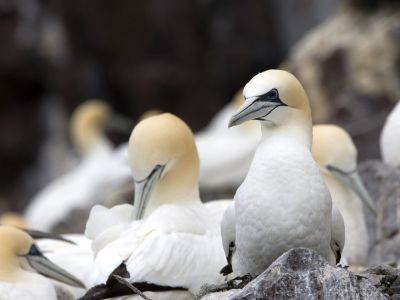 © Marie-Aure - Écosse - Le fief des oiseaux de mer Écosse - Le fief des oiseaux de mer