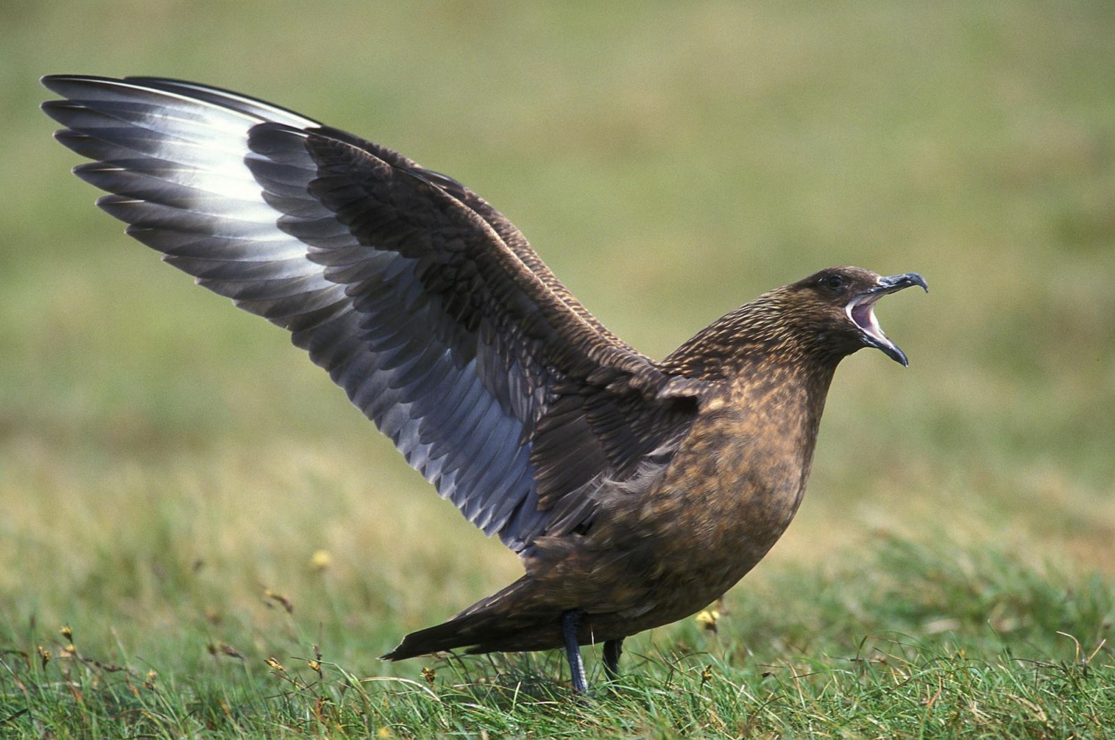 Shetland : l’archipel sauvage