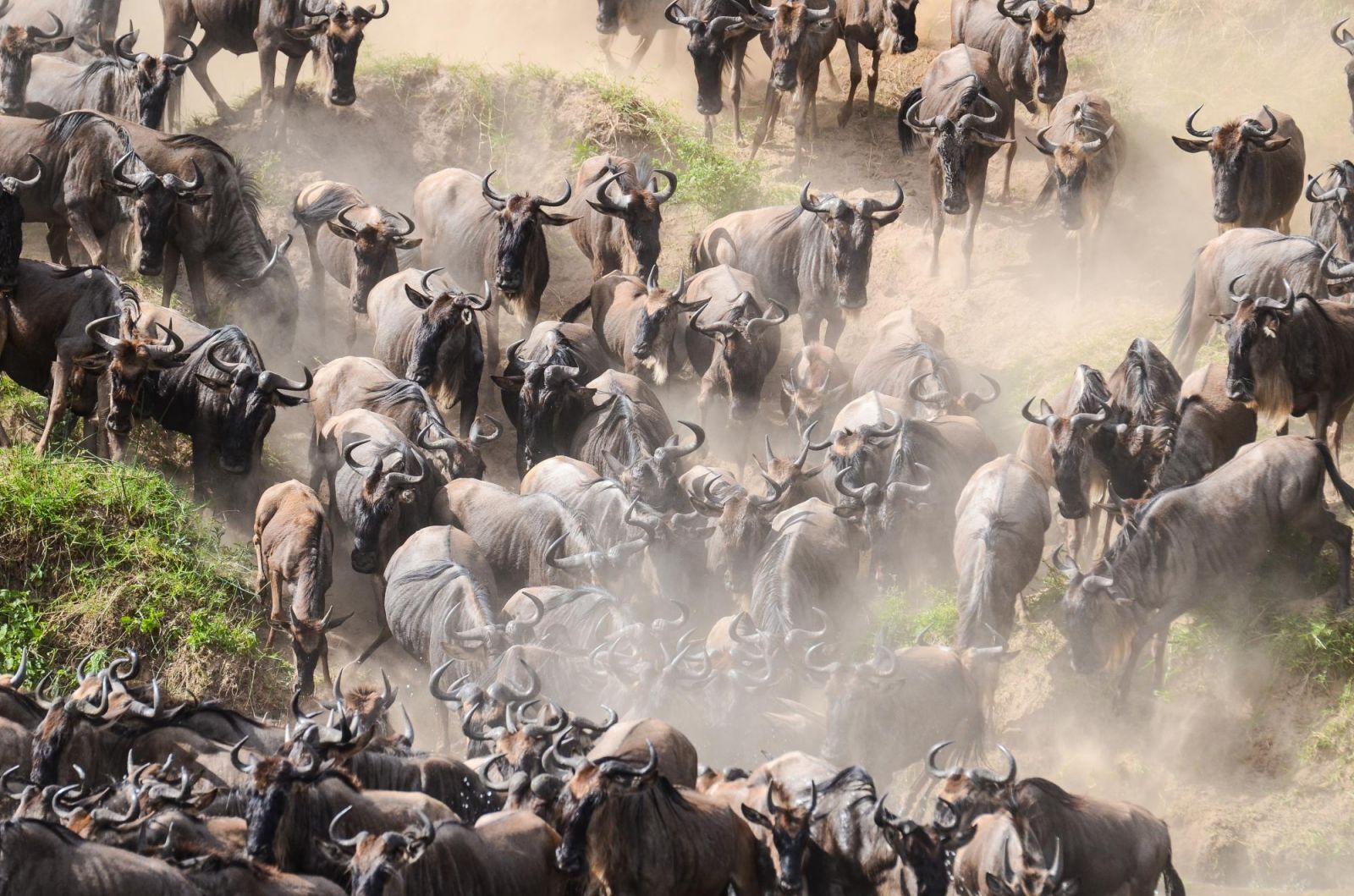 © Sylvain Lefebvre - Mammifères, oiseaux et Grande Migration vue zoomée d'un troupeau de gnous