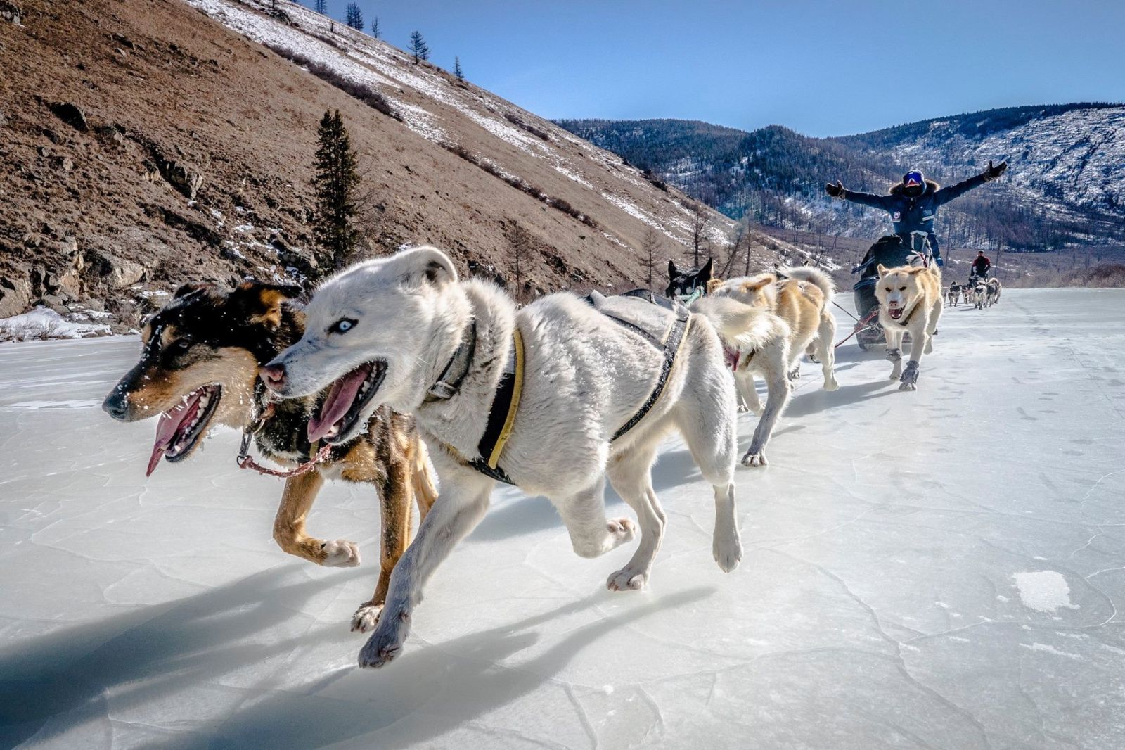 © Terres oubliées - Traversée en traineau chez les nomades du Terelj-Khentii Traineau à chien dans le Terelj - Khenti