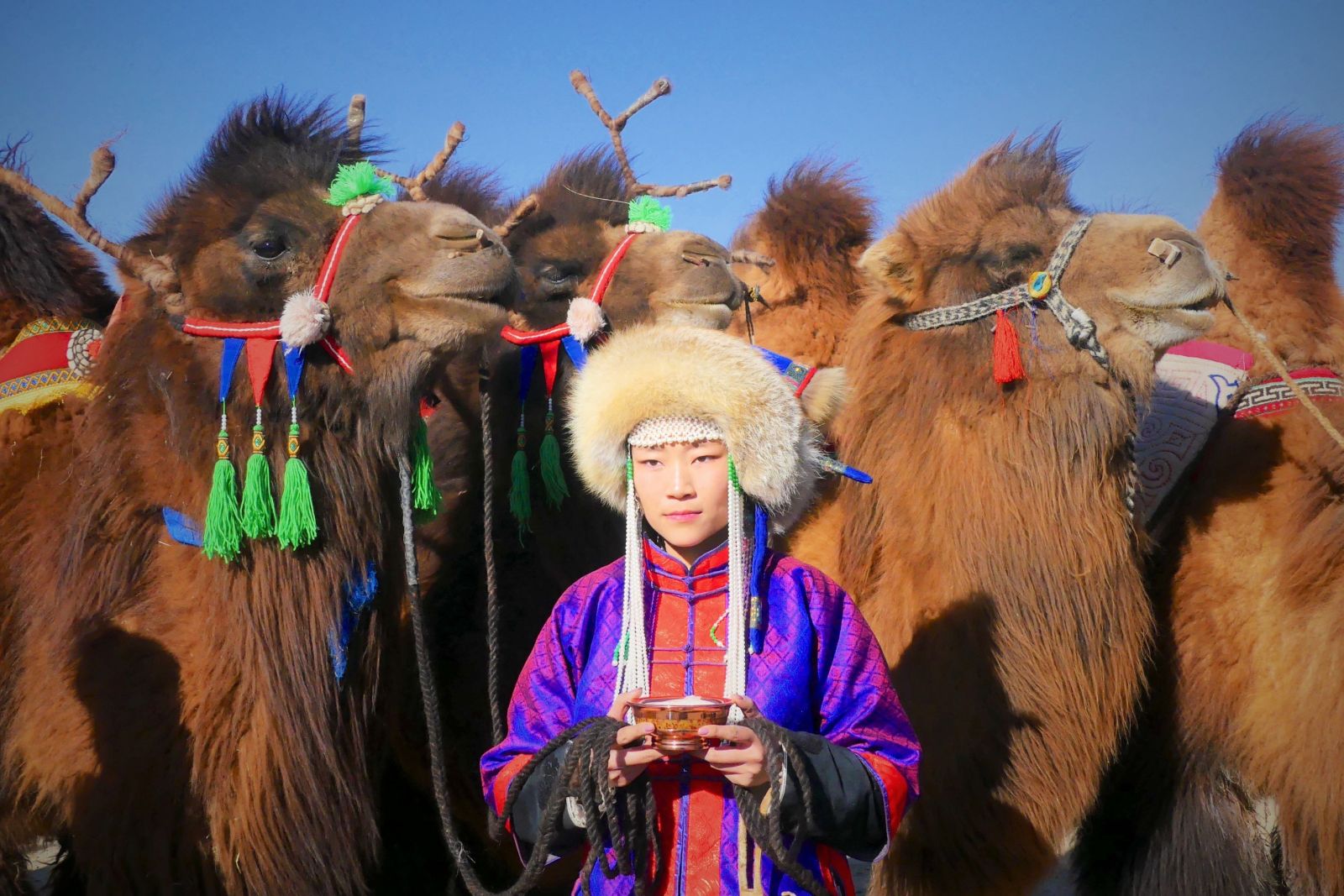 Festival des 1000 chameaux en hiver dans le Gobi