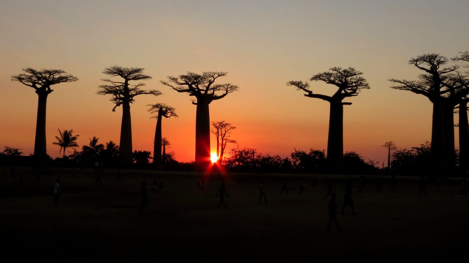 Crépuscule sur Baobabs