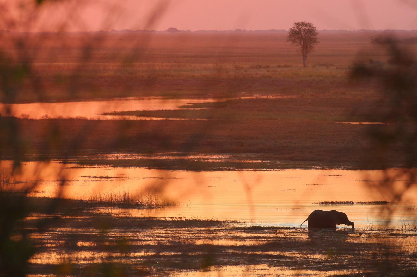 Au cœur du Delta de l’Okavango