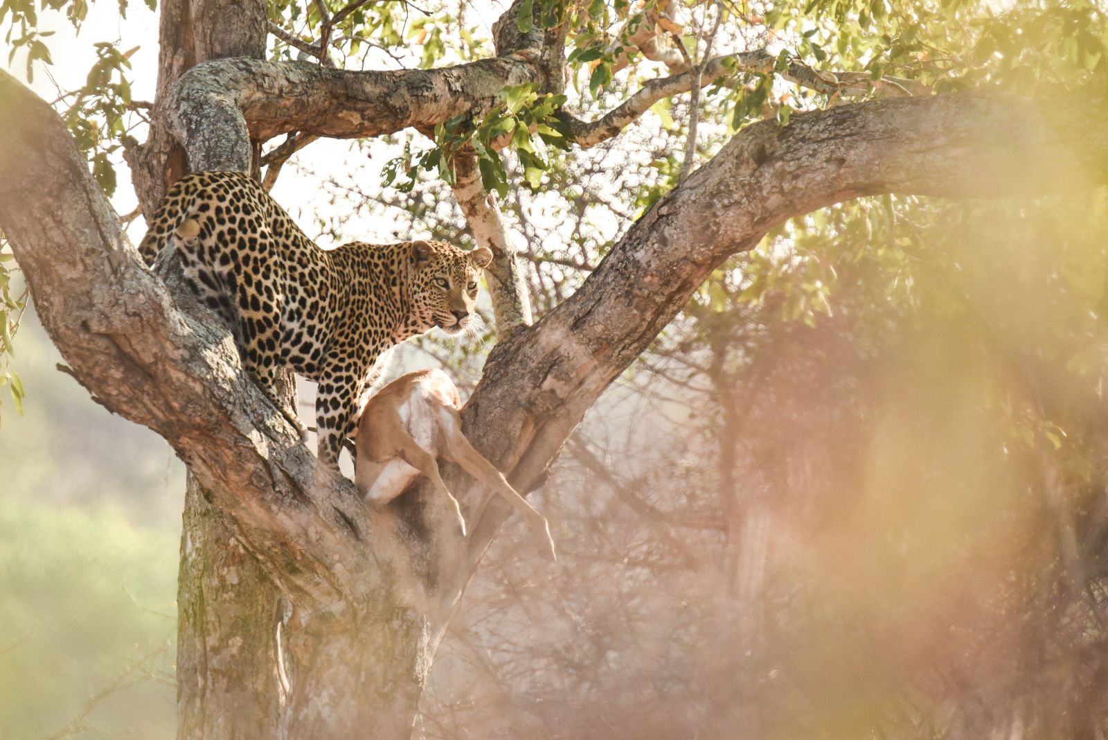 Safari et bivouac au fil de la Luangwa