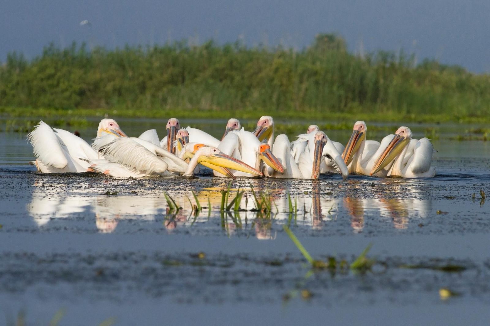 groupe de pélicans sur le Danube