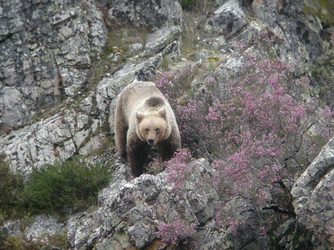 Ours bruns, loups et chats sauvages Ours bruns, loups et chats sauvages