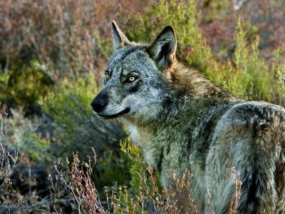 © Laurent Cocherel - Espagne - Focus loups et chats sauvages Espagne - Focus loups et chats sauvages