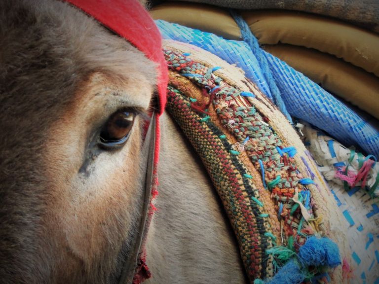 Maroc - Les petits Berbères
