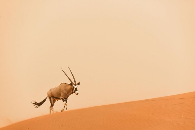 Namibie - Safaris et frissons du Namib: voyage nature tout confort