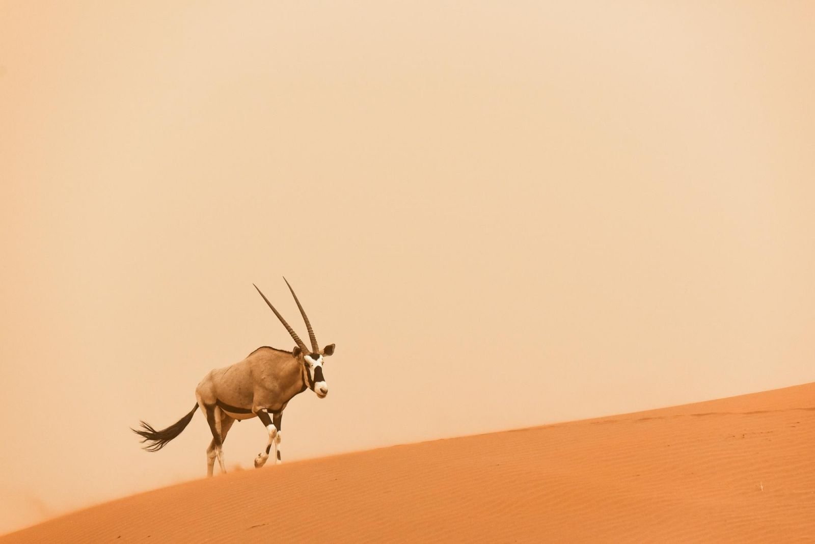 oryx au pied d'une dune de sable ocre