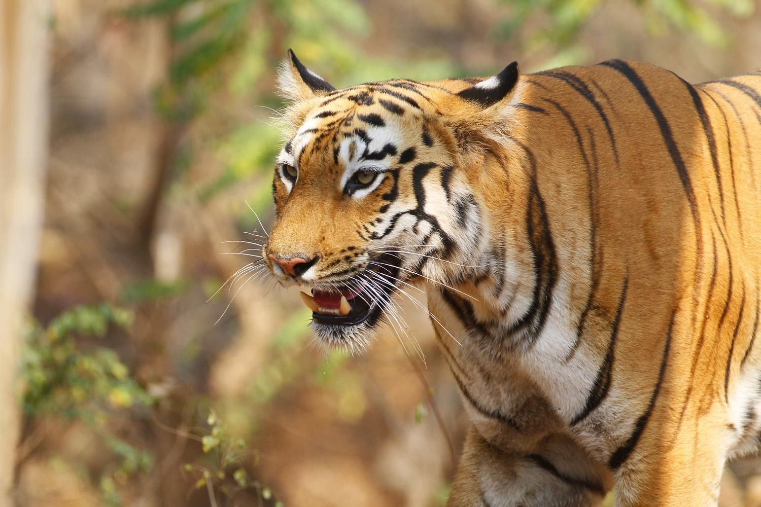 portrait d'un rhinocéros