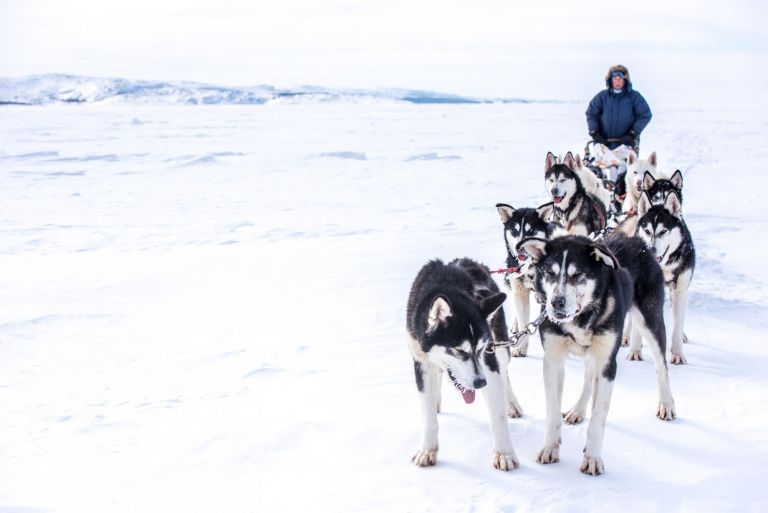 Canada - Expédition polaire en traîneau à chiens : Baie James et Baie d’Hudson