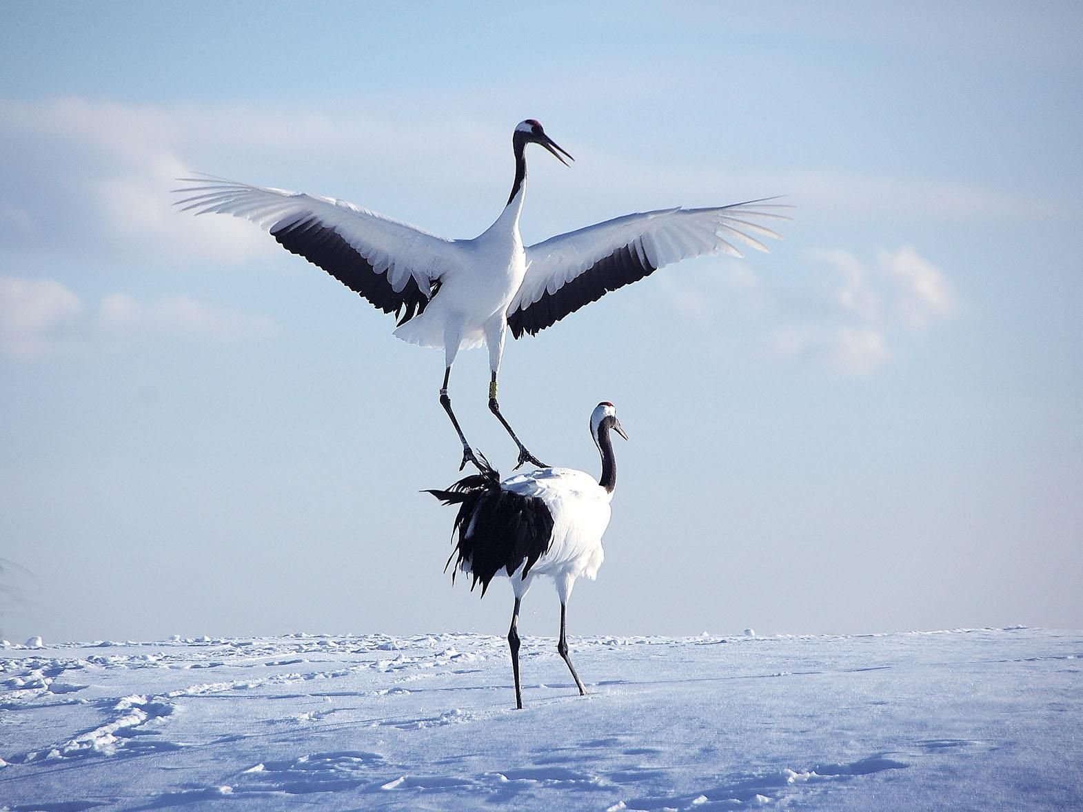 © Terres Oubliées - Des neiges de Kyoto aux glaces d'Hokkaïdo grues d'Akan observées lors d'un voyage au Japon