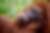Sumatra, Java, Bali : une traversée grandeur nature
