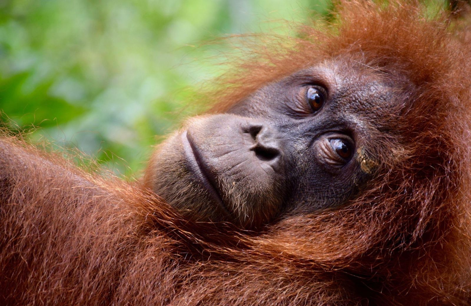 Sumatra, Java, Bali : une traversée grandeur nature