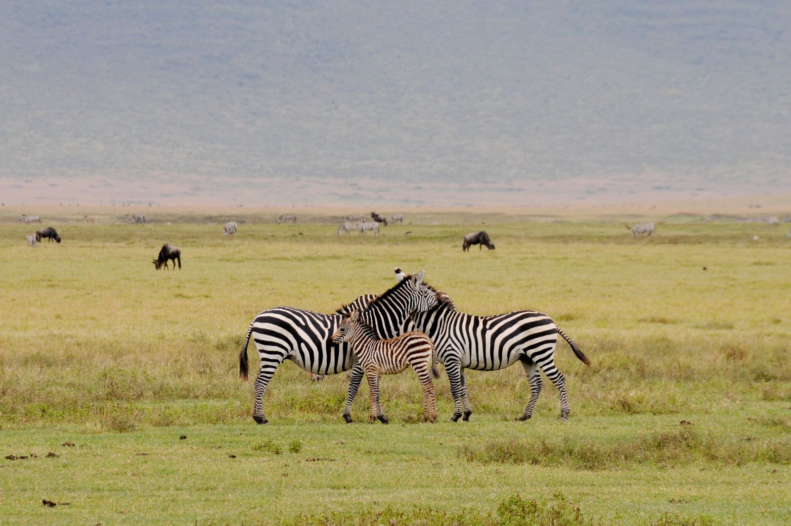 famille de zèbres en pleine savane