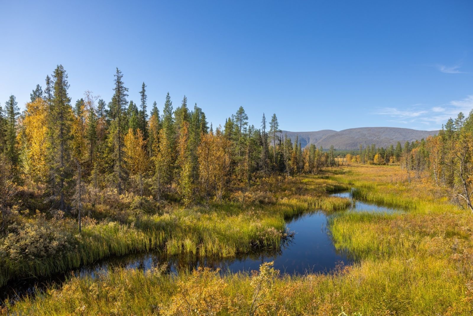 la taïga à l'automne en Laponie, en voyage pendant l'été indien