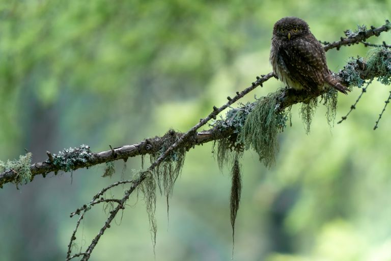 France - Trous secrets de chouettes et falaises à vautours dans les Alpes